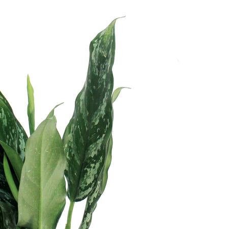 Aglaonema, 6in, Shade