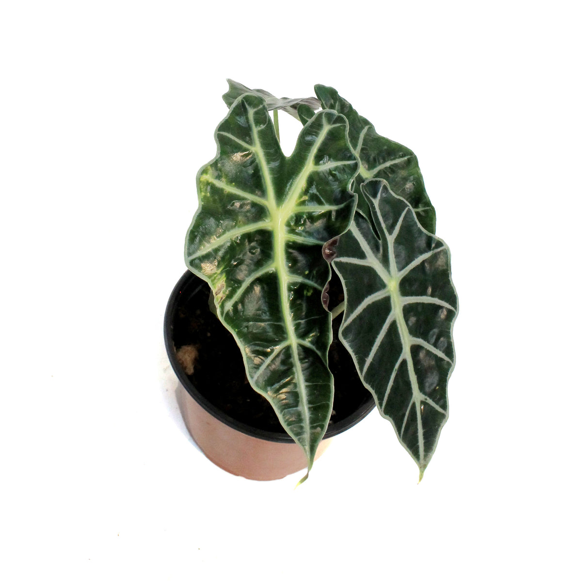 Alocasia, 6in, Amazonica