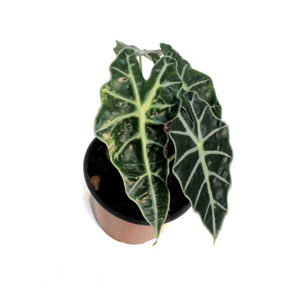 Alocasia, 6in, Amazonica