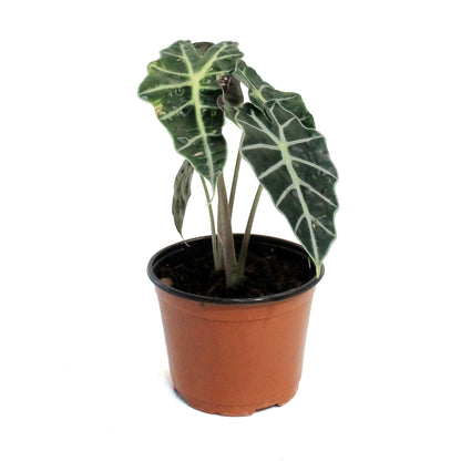 Alocasia, 6in, Amazonica