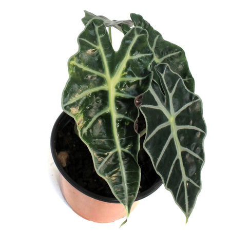 Alocasia, 6in, Amazonica