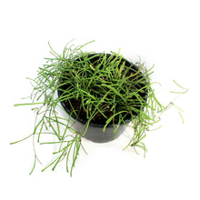 Load image into Gallery viewer, Hoya, 6in, Retusa
