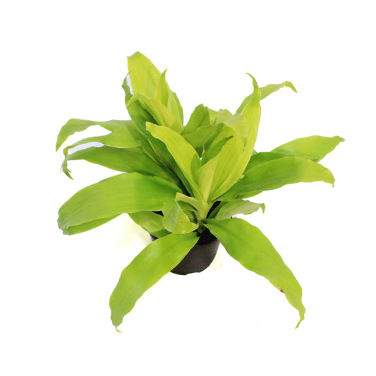 Dracaena, 6in, Limelight