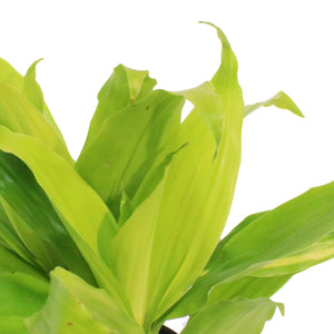 Dracaena, 6in, Limelight