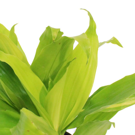 Dracaena, 6in, Limelight
