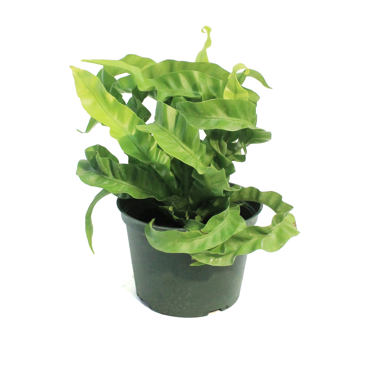 Fern, 6in, Asplenium Huricane