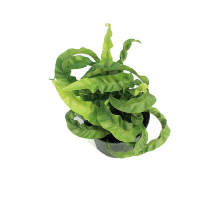 Fern, 6in, Asplenium Huricane
