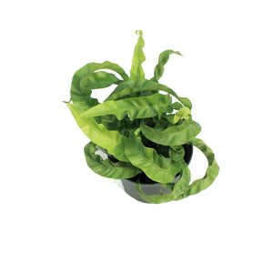 Fern, 6in, Asplenium Huricane