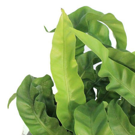 Fern, 6in, Asplenium Huricane