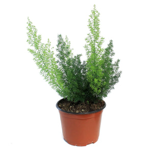 Fern, 6in, Aspargus Meyerii