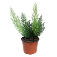 Fern, 6in, Aspargus Meyerii