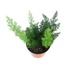 Load image into Gallery viewer, Fern, 6in, Aspargus Meyerii
