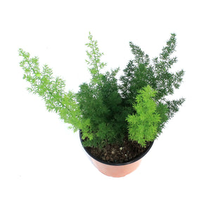 Fern, 6in, Aspargus Meyerii