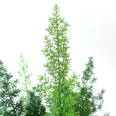 Fern, 6in, Aspargus Meyerii