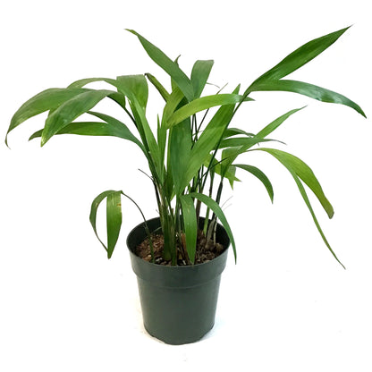 Palm, 6in, Bamboo Chamaedorea Seifrizii