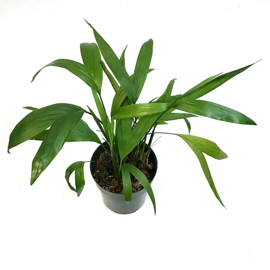 Palm, 6in, Bamboo Chamaedorea Seifrizii