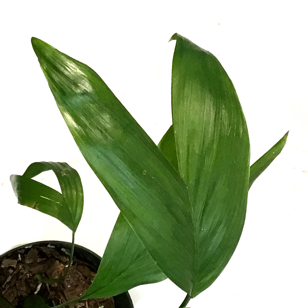 Palm, 6in, Bamboo Chamaedorea Seifrizii