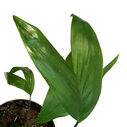 Palm, 6in, Bamboo Chamaedorea Seifrizii