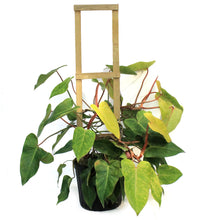Load image into Gallery viewer, Philodendron, 10in, Painted Lady
