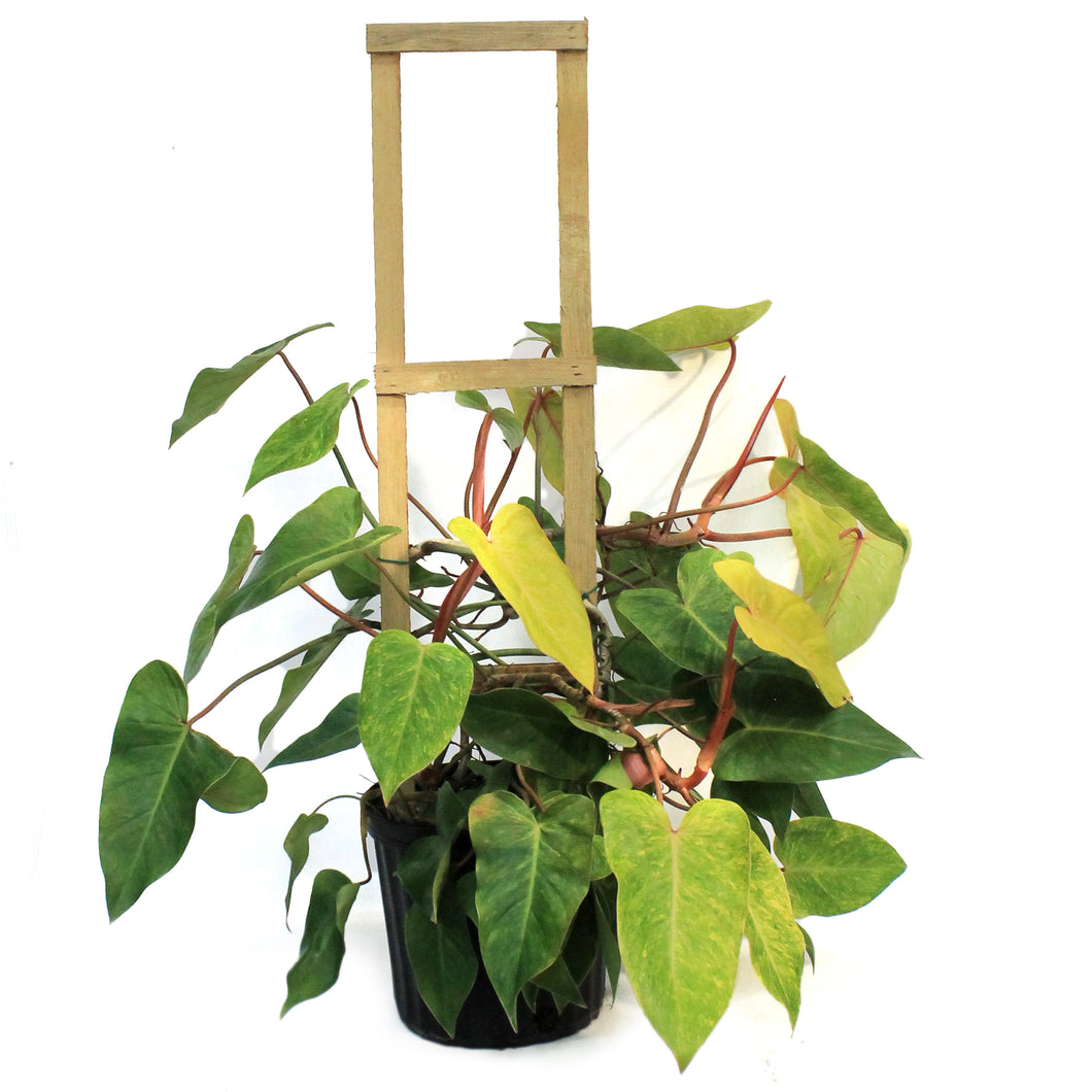 Philodendron, 10in, Painted Lady