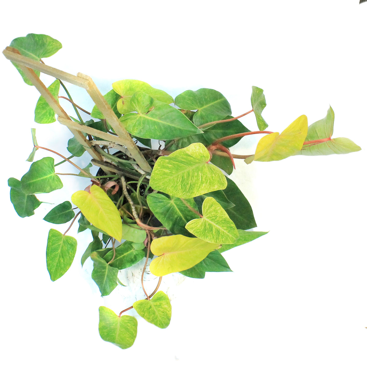 Philodendron, 10in, Painted Lady