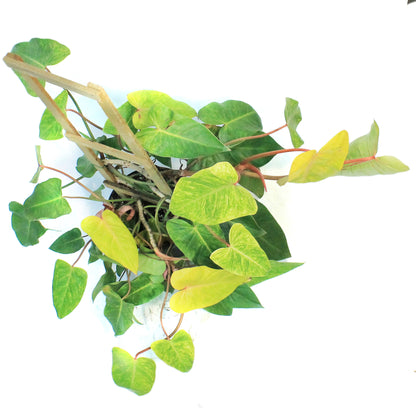 Philodendron, 10in, Painted Lady