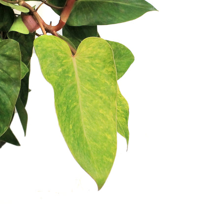 Philodendron, 10in, Painted Lady
