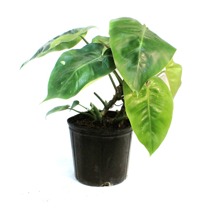 Philodendron, 10in, White Princess