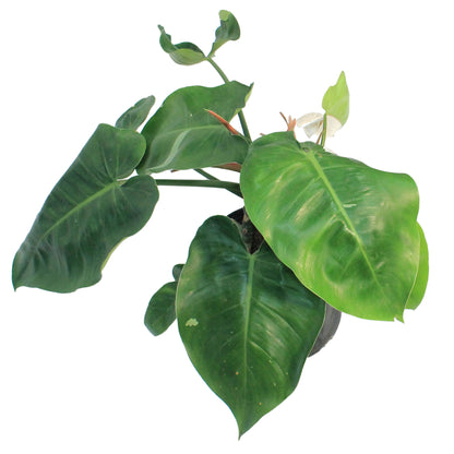 Philodendron, 10in, White Princess