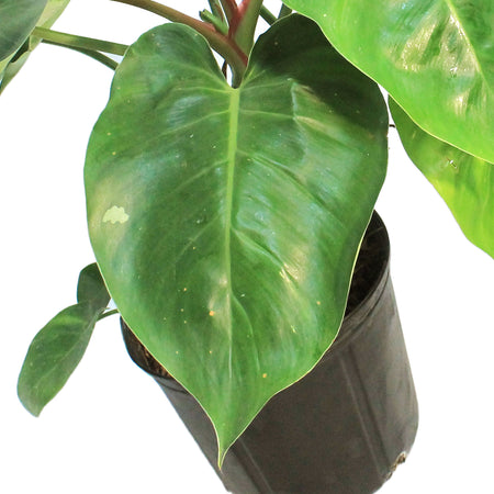 Philodendron, 10in, White Princess