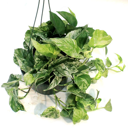 Pothos, 10in, Marble Queen, Hanging Basket
