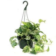 Pothos, 10in, Marble Queen, Hanging Basket