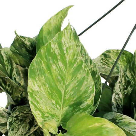 Pothos, 10in, Marble Queen, Hanging Basket