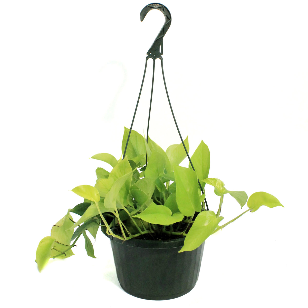 Pothos, 10in, Neon, Hanging Basket