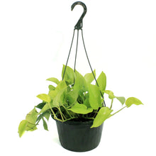 Load image into Gallery viewer, Pothos, 10in, Neon, Hanging Basket
