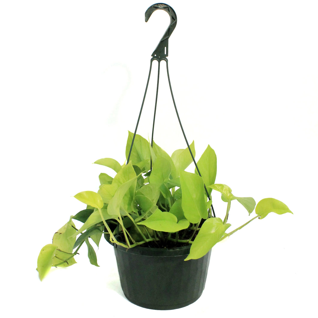 Pothos, 10in, Neon, Hanging Basket