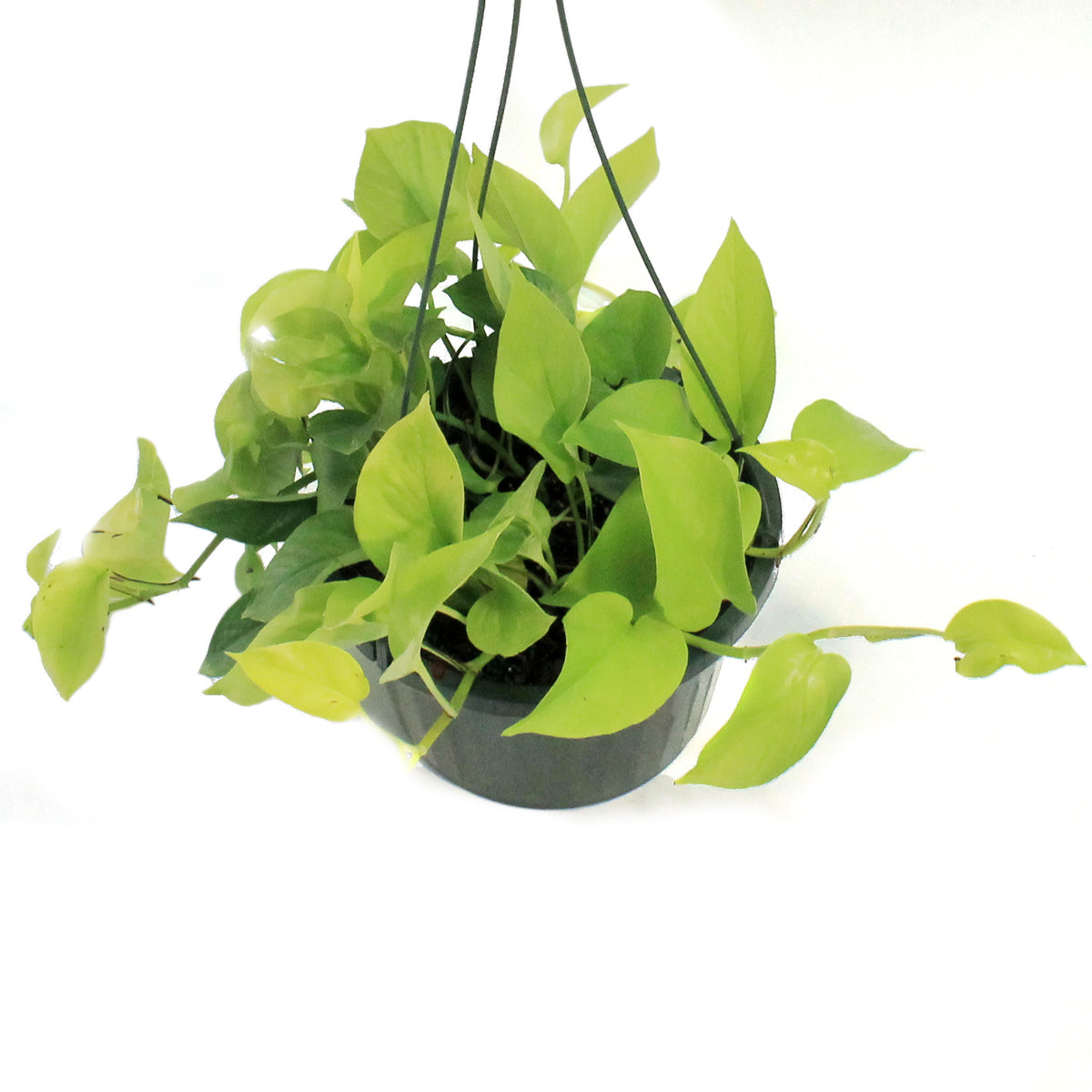 Pothos, 10in, Neon, Hanging Basket