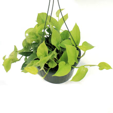 Load image into Gallery viewer, Pothos, 10in, Neon, Hanging Basket
