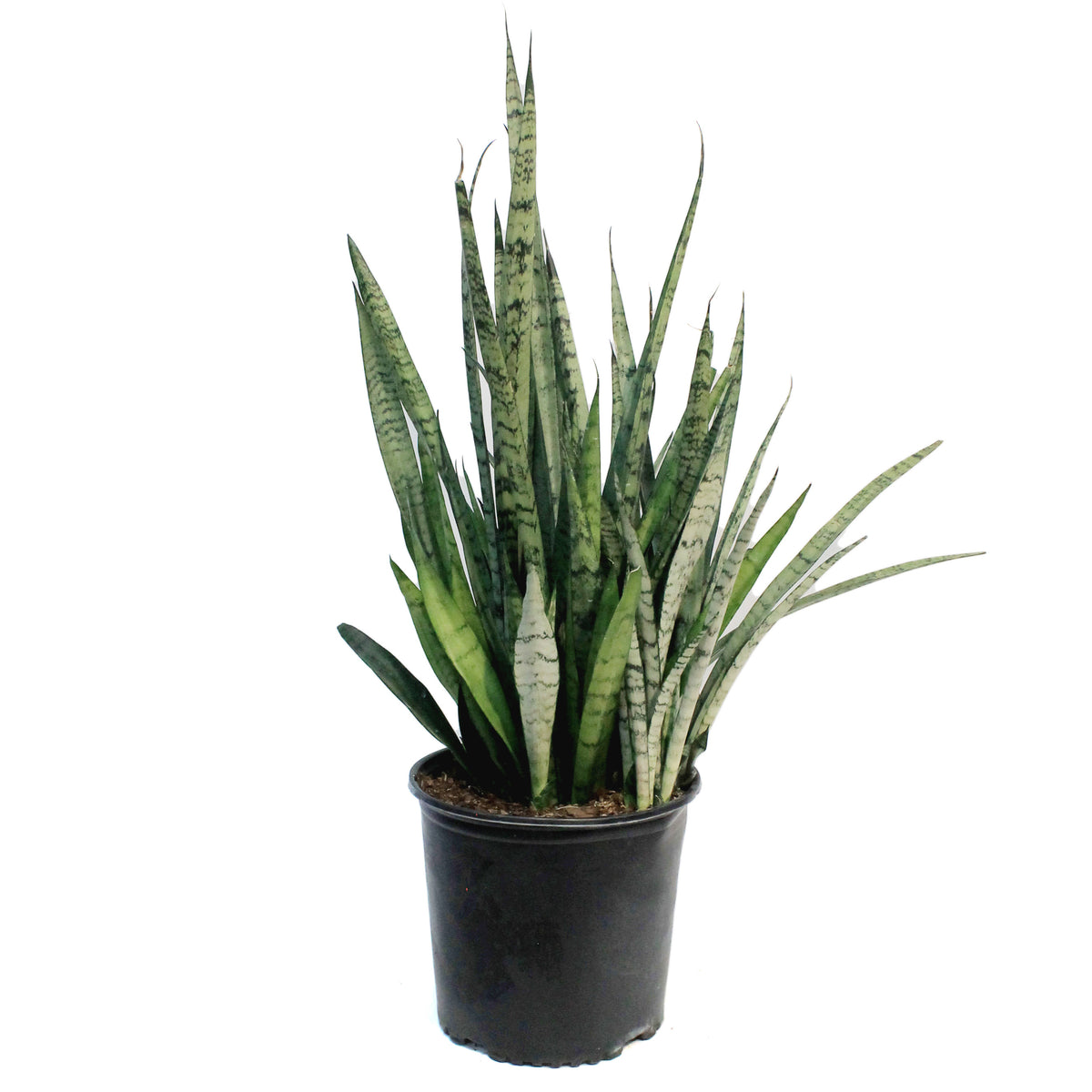 Sansevieria, 10in, Silver Steak