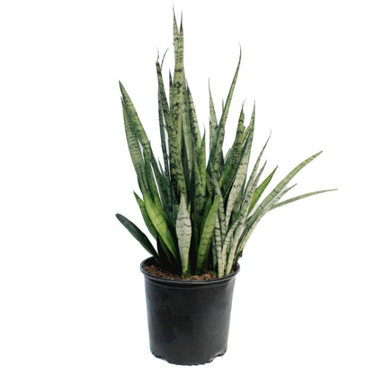 Sansevieria, 10in, Silver Steak
