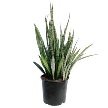 Load image into Gallery viewer, Sansevieria, 10in, Silver Steak
