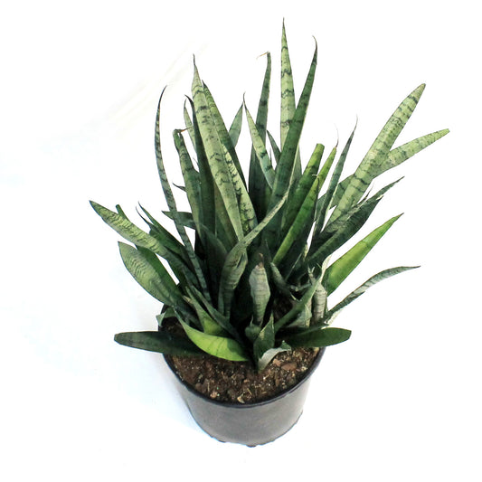 Sansevieria, 10in, Silver Steak