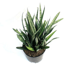 Load image into Gallery viewer, Sansevieria, 10in, Silver Steak

