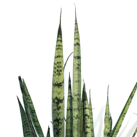 Sansevieria, 10in, Silver Steak