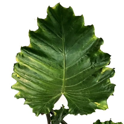 Alocasia, 14in, Portora