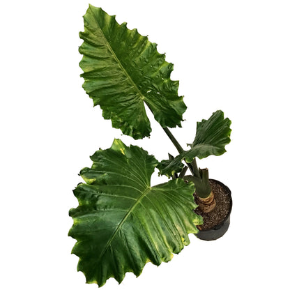 Alocasia, 14in, Portora