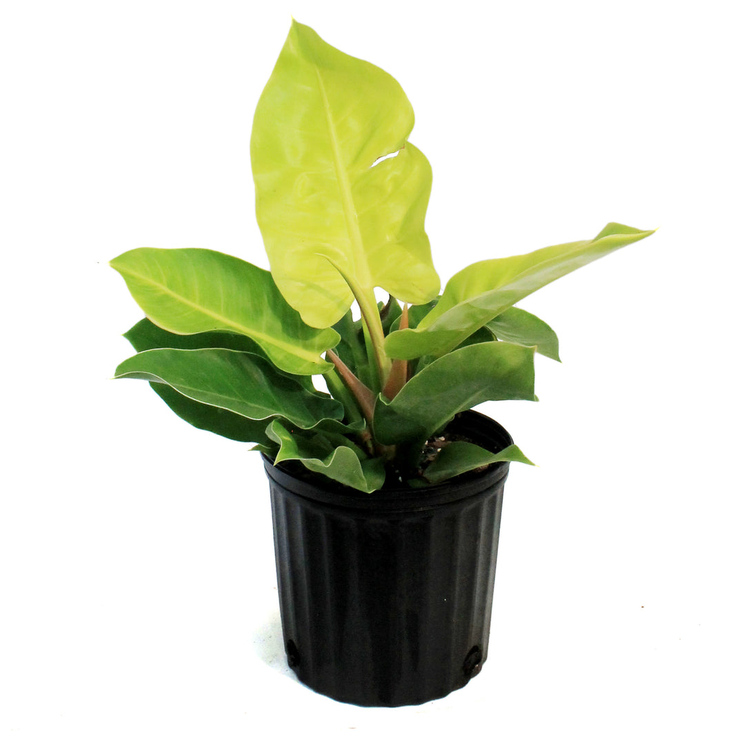 Philodendron, 8in, Moonlight
