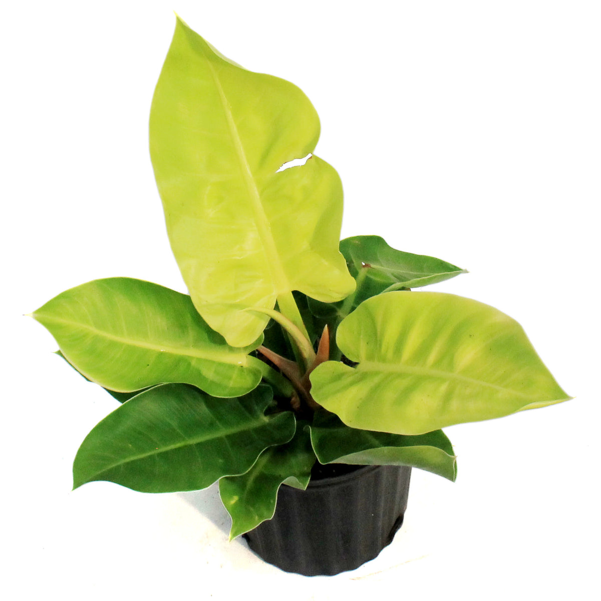 Philodendron, 8in, Moonlight