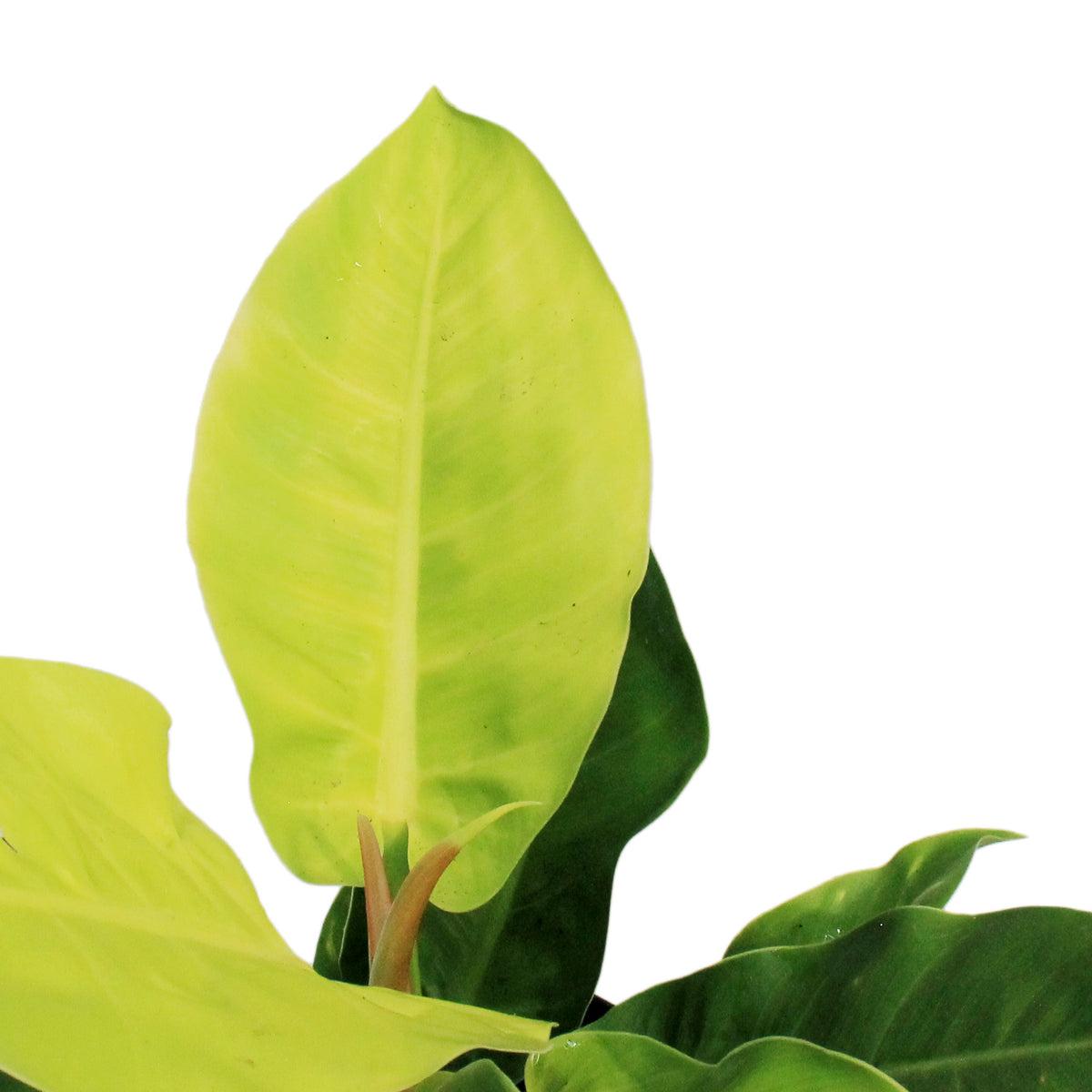 Philodendron, 8in, Moonlight