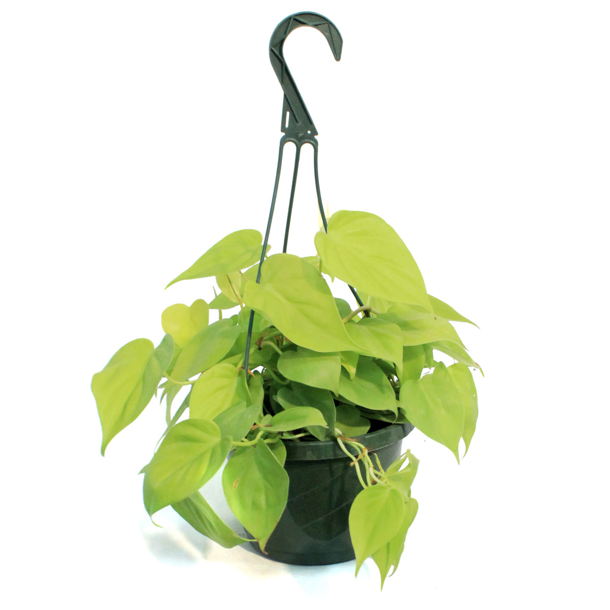 Philodendron, 8in hb, Lemon Cordatum